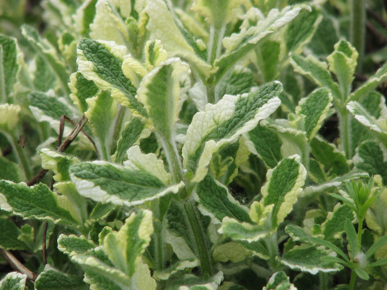 A close-up of a handful of pineapple mint (Mentha suaveolens ‘Variegata') plants.