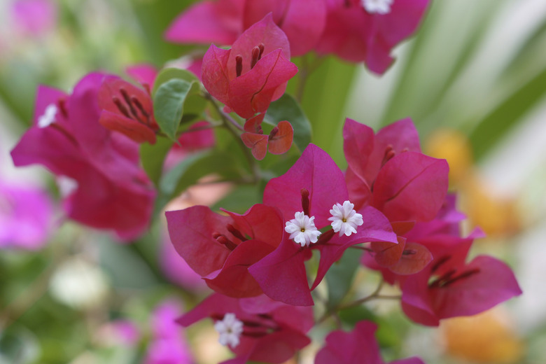 Bougainvillea, Paper flower (Bougainvillea hybrida)