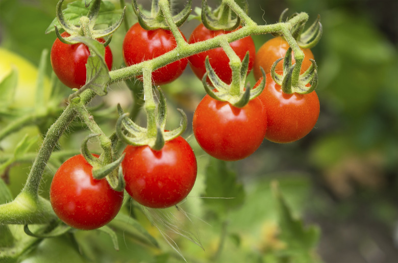 small tomatoes