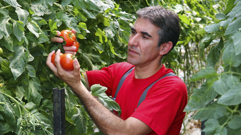 Commercial Production of Fresh Market Tomatoes