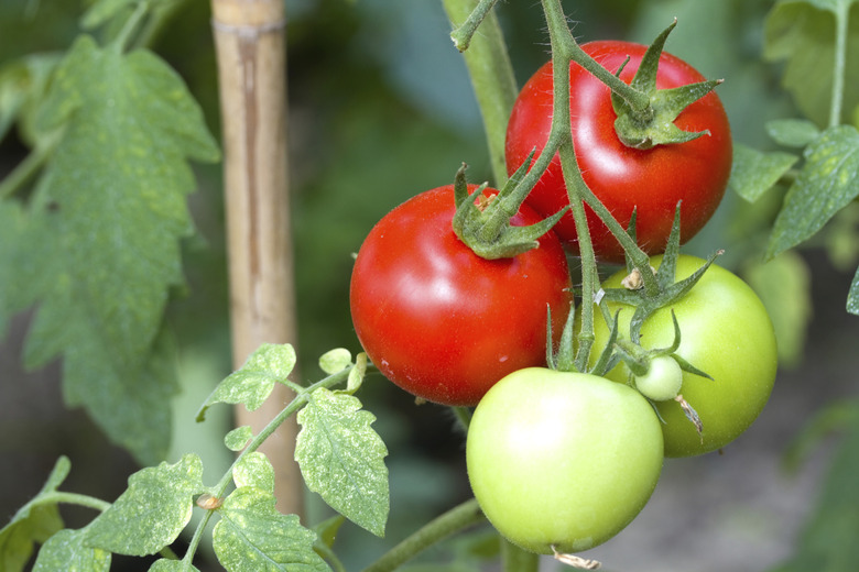 red and green tomatoes