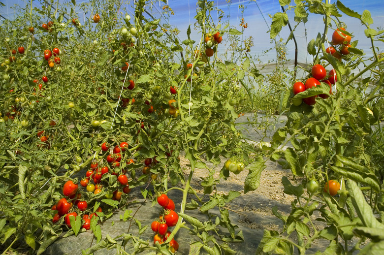 Greenhouse tomato cultivation