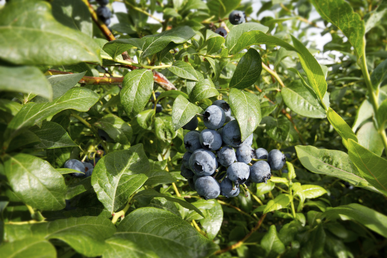 Blueberries on a bush