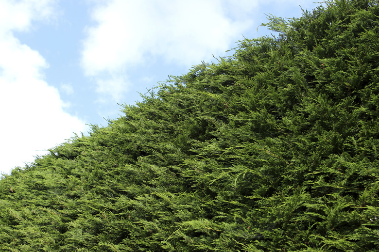 Image of tall Leyland cypress / Cupressus Leylandii hedge in garden