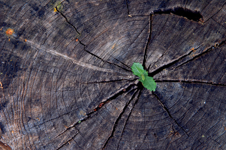 A tiny green sprout emerges from the center of a tree trunk.