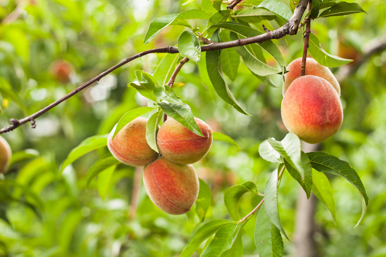 Peaches on a tree