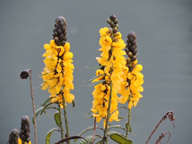 A few cute yellow flowers from a cassia popcorn plant (Senna didymobotrya).