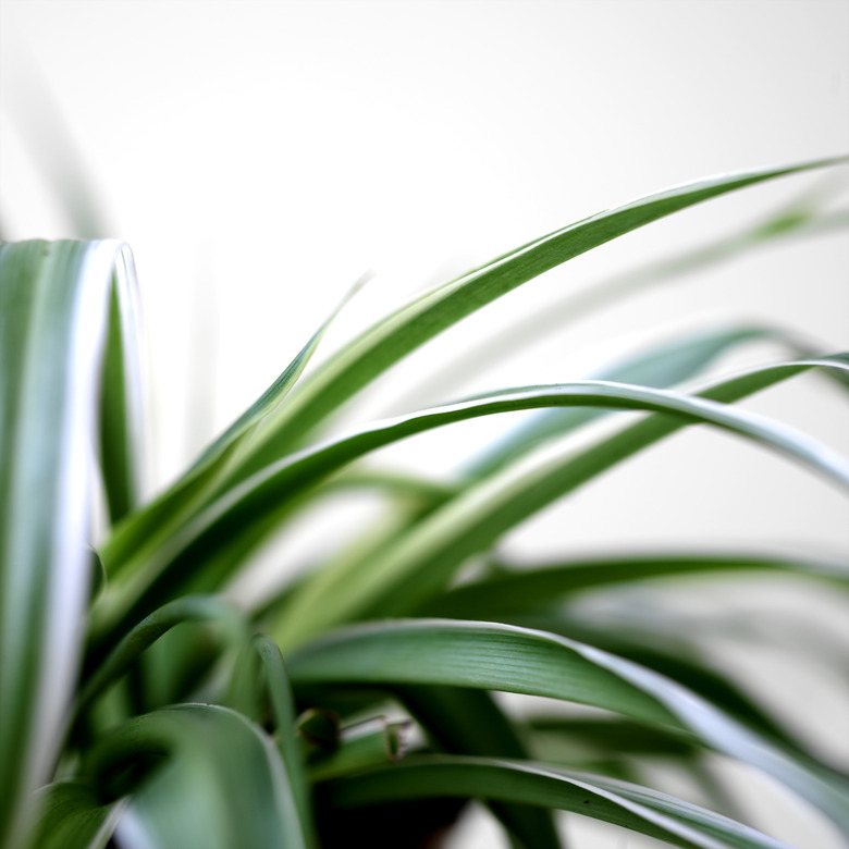 Spider plant leaves, close-up