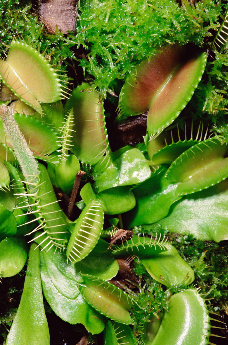 Venus fly trap plant