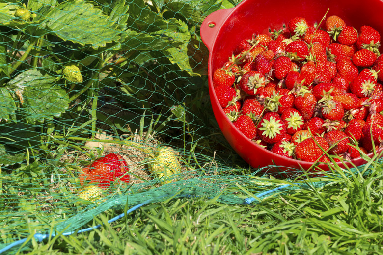 Organic strawberry plants and full colander in the vegetable garden