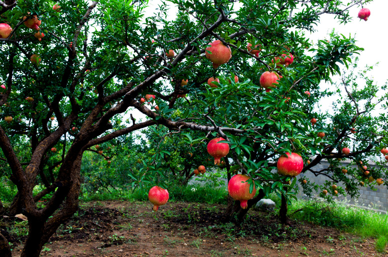 Pomegranate trees