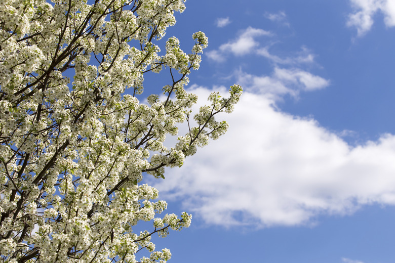 Pear Blossoms and Blue Sky