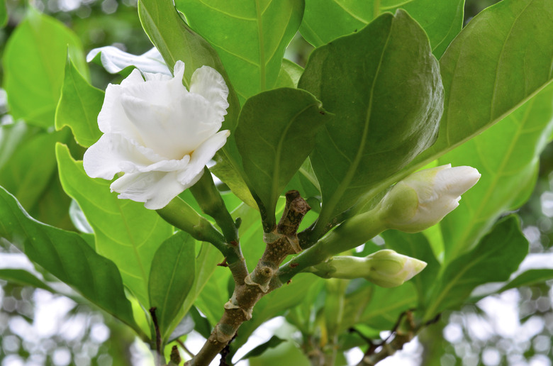 Nice Blossom Gardenia Jasmine, Jasminoides, White flower