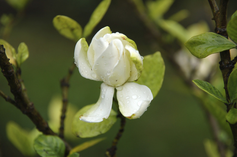 gardenia flower with rain drops