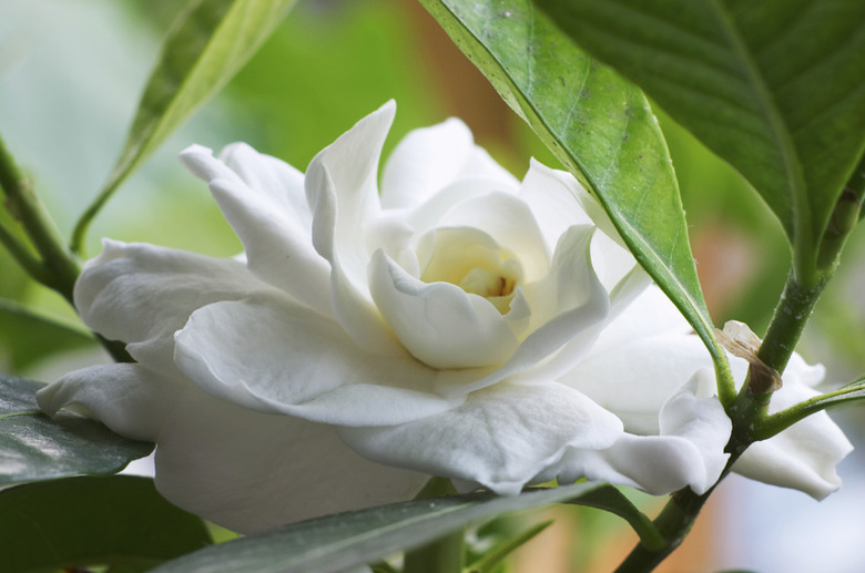 Gardenia