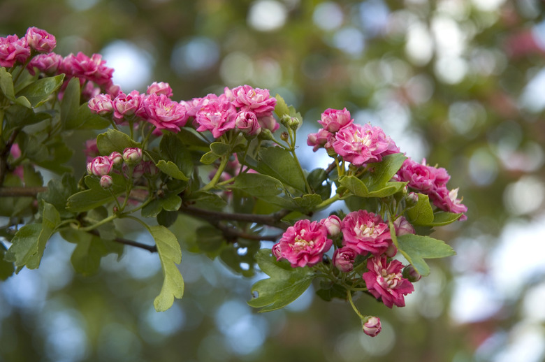 Red Hawthorn