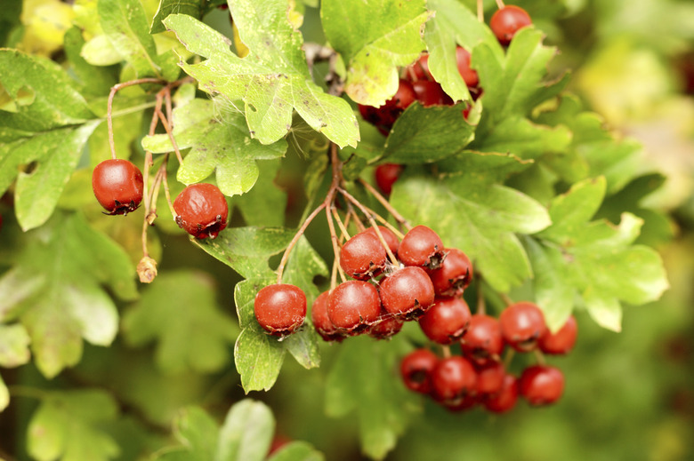 Hawthorn (Crataegus monogyna) fruits