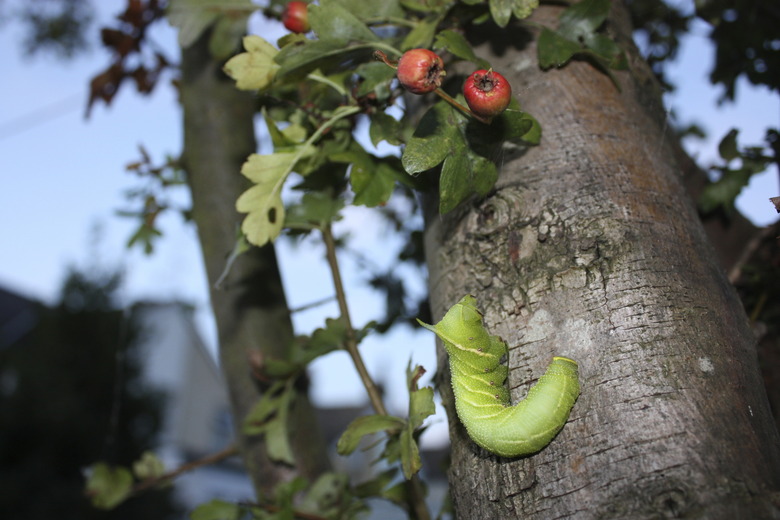 Poplar Hawk Moth Caterpillar Ascending Hawthorn Tree