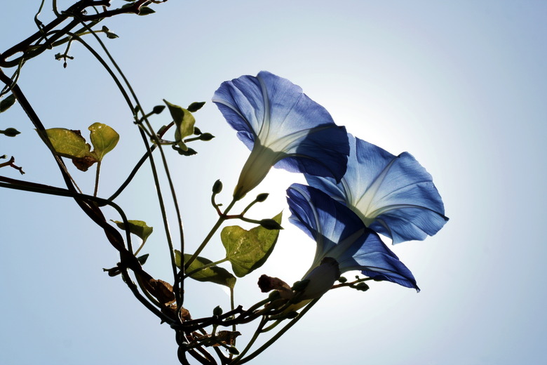 Pharbitis rubro-caerulea on sky background. Flowerheads of celestial-blue color. Annual liane in height up to 5 m with very large (up to 10 cm in diameter)