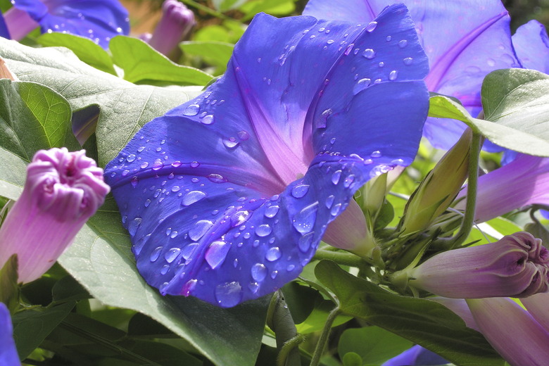 Morning glory flower with water drops.