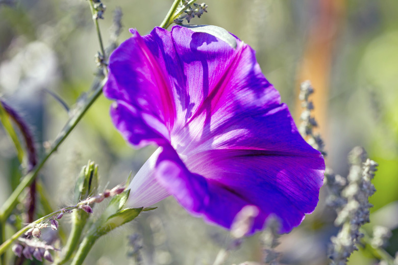 Purple bindweed