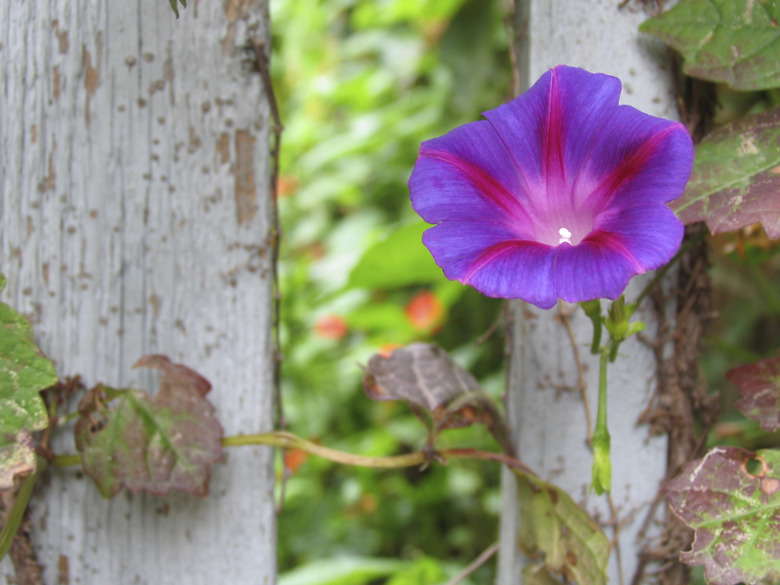 Morning glory by fence