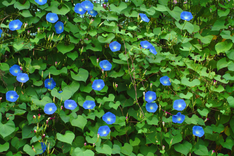 Morning glory flowers