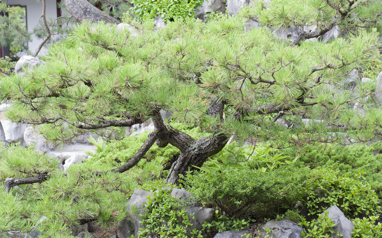 Japanese Black Pine Bonsai Tree