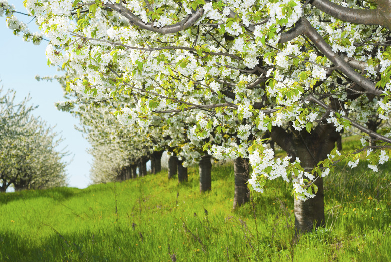 Cherry trees blooming