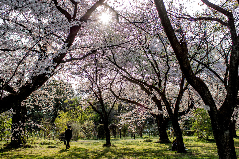 Japanese Enjoy Cherry Blossom Season