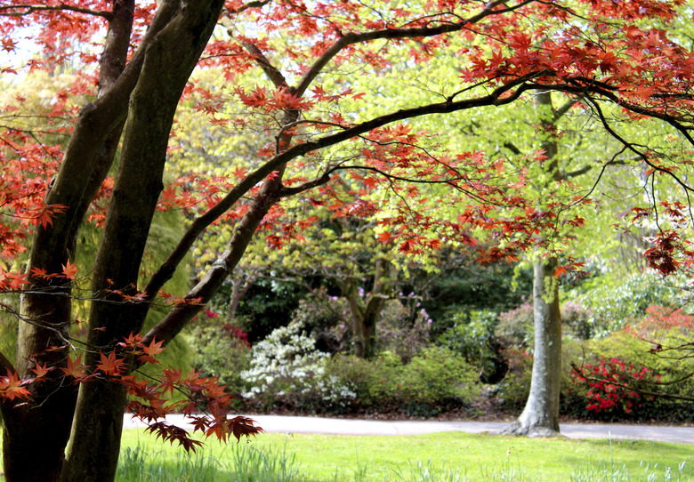 Image of red Japanese maple tree leaves (acer palmatum 'atropurpureum')