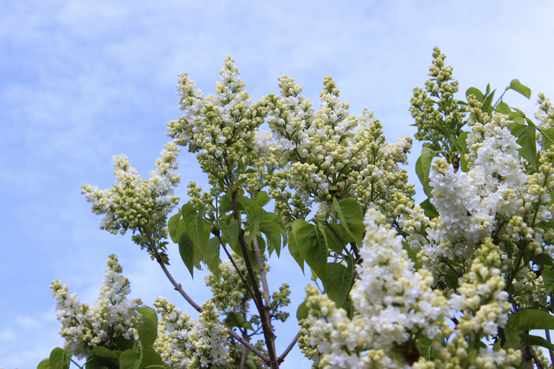 Image of white lilac flowers (Syringa vulgaris) against sky