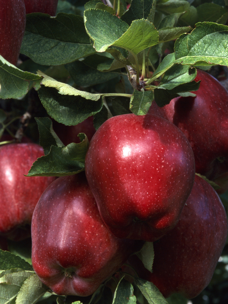 A close-up of red delicious apples on an apple tree