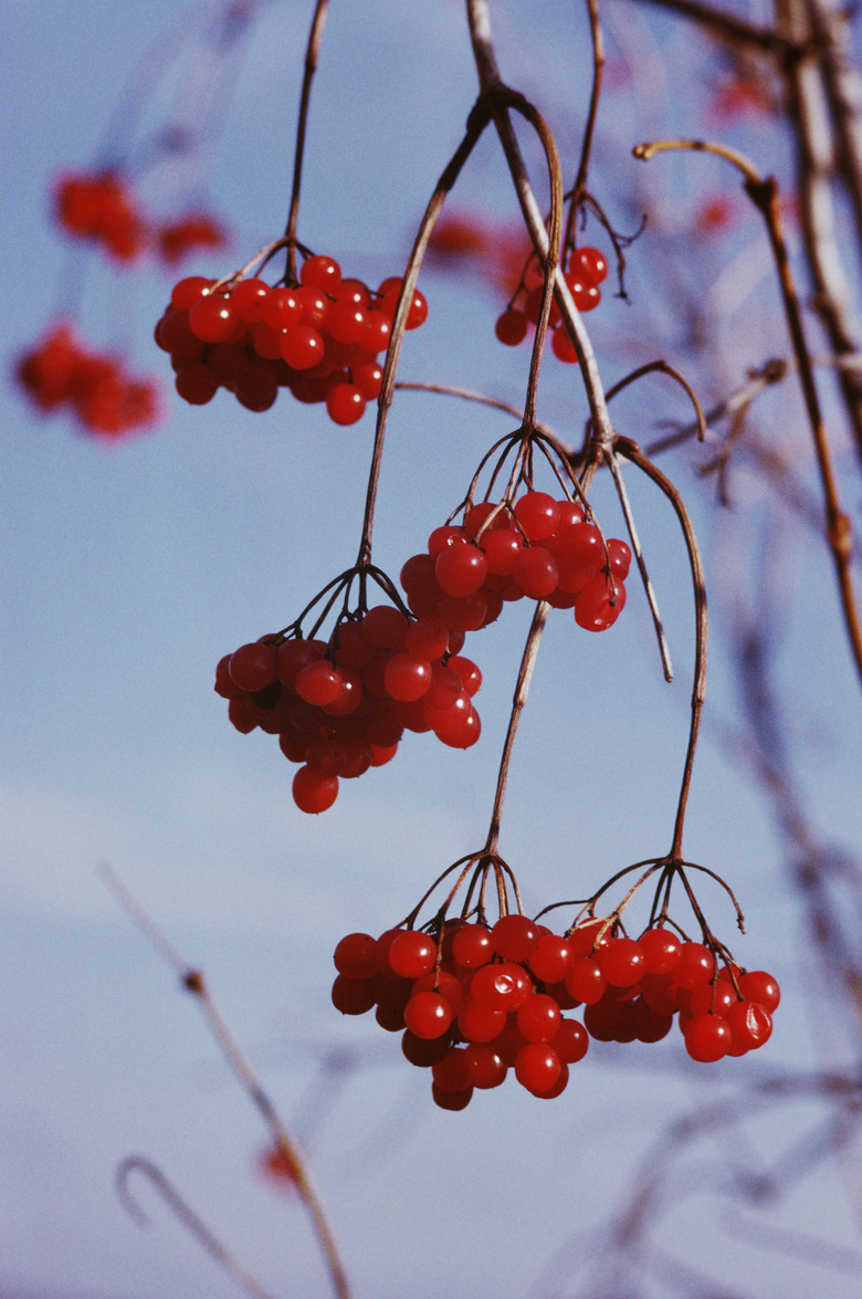 Bundles of cherries growing on branches