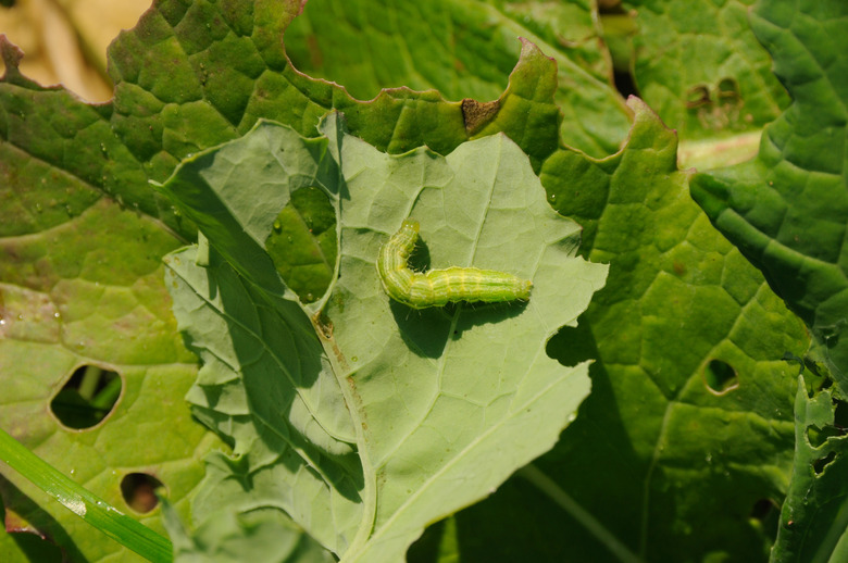 Kale crop being eaten by pests