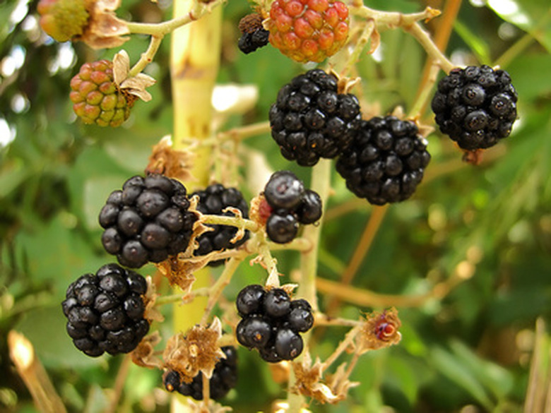 A close-up of some tasty-looking mulberries.