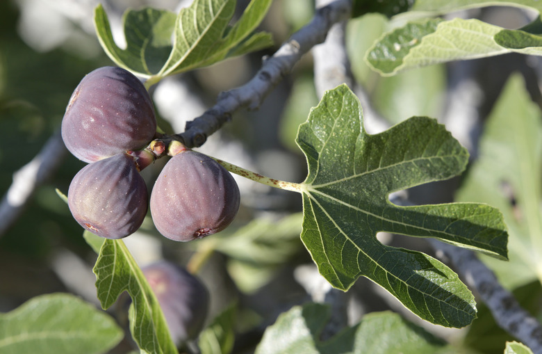 Figs