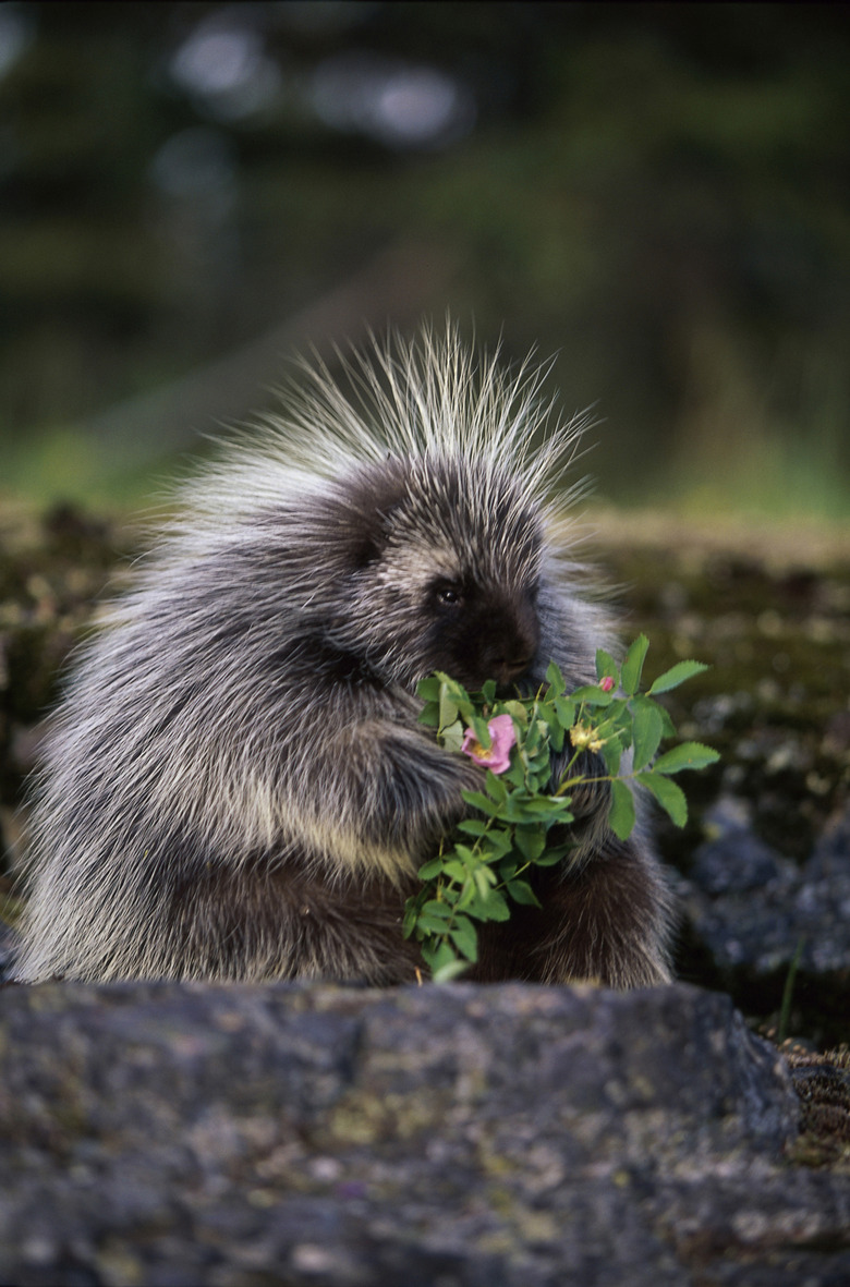 North American Porcupine