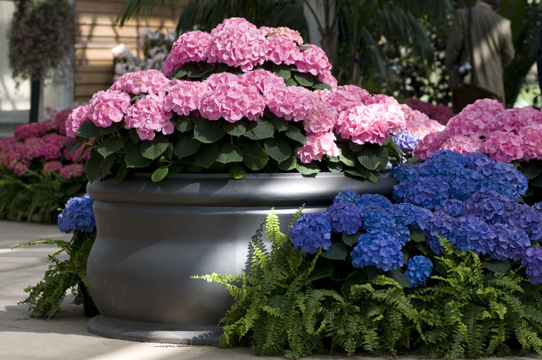 Hydrangea Pot