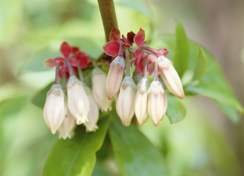 Rabbiteye blueberry. Kanagawa Prefecture, Japan