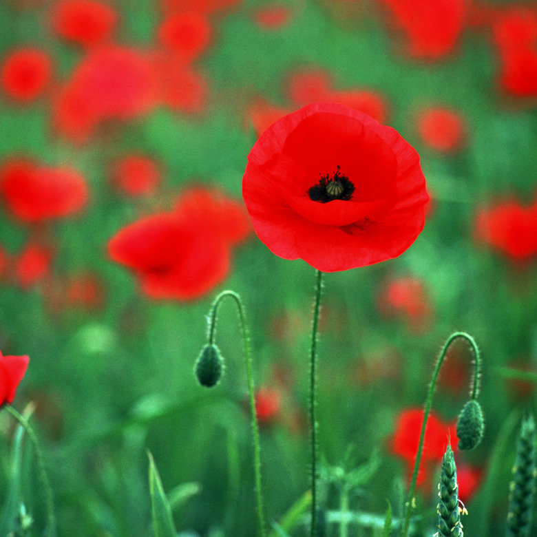 poppy flowers