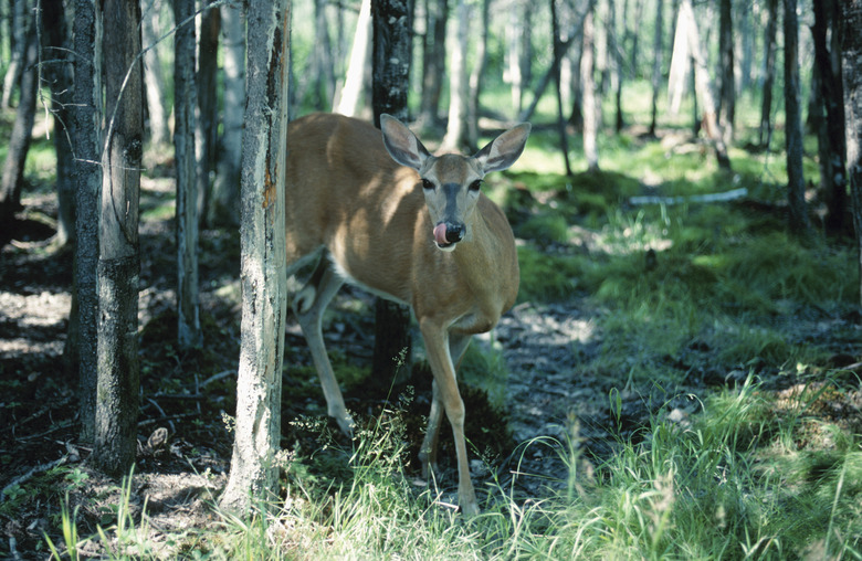 Deer in woods , Quebec , Canada