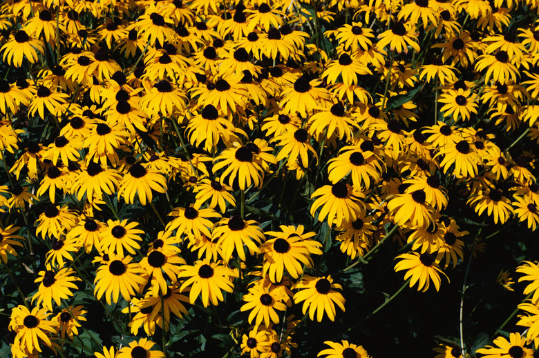 Black-eyed susans in bloom