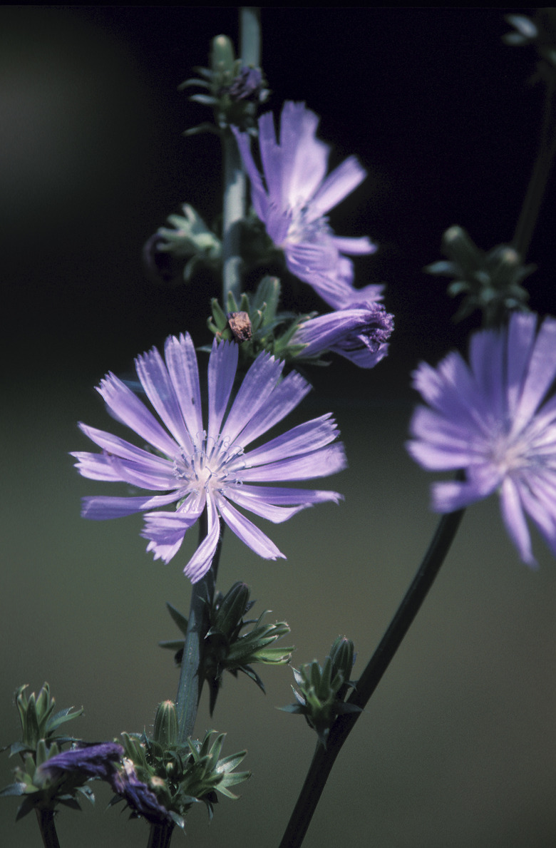 Chicory flowers