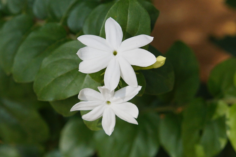 Two lovely, white common jasmine (Jasminum officinale) blooms.