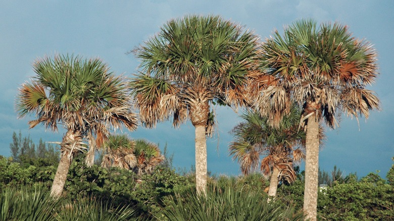 Three towering sabal palms (Sabal palmetto) growing in Sanibel Island, Florida.