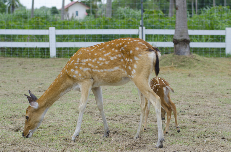 Deer