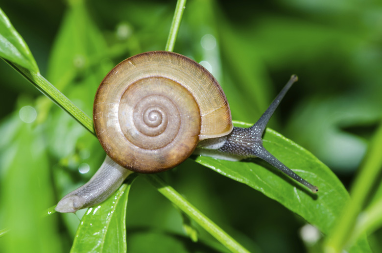 Close-up of snail walking on the leaf.