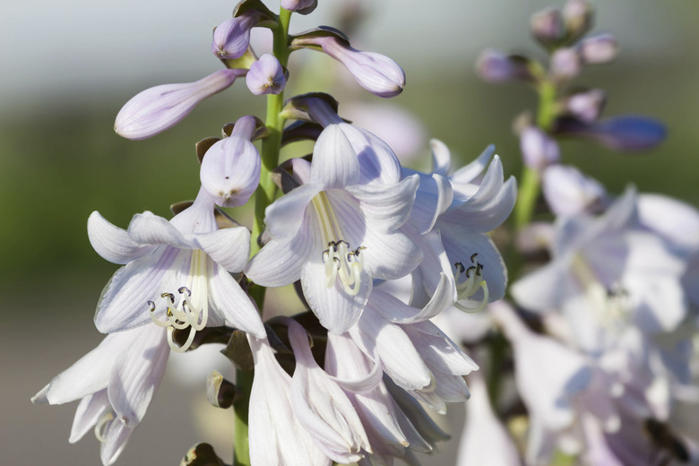 close up of white hosta flowers