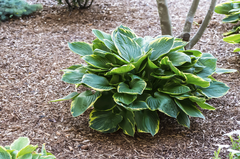 hosta with blue and yellow leaves